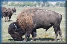 bison