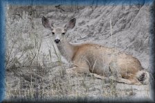 Deer