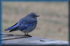 Mountain Bluebird