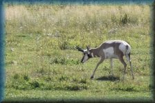 Pronghorn