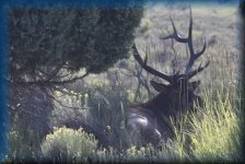 Elk, Wapiti
