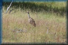 Sandhill Crane