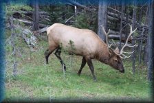Elk, Wapiti