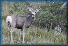 deer