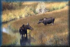 Moose, elanden