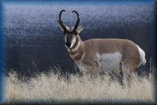 Pronghorn