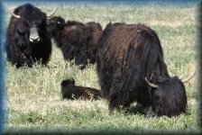 Zwarte Hooglanders