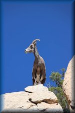 big horn sheep