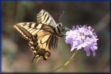 Vlinder
