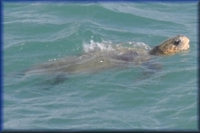 Caretta Caretta schildpad