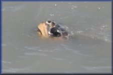 Caretta Caretta schildpad